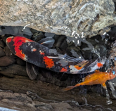 Japanese Koi 24"